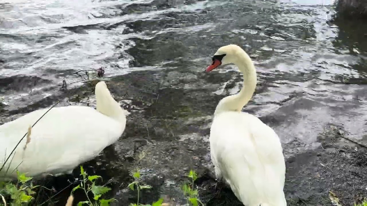 Christianshavn, Copenhagen, Denmark. #swan #swans