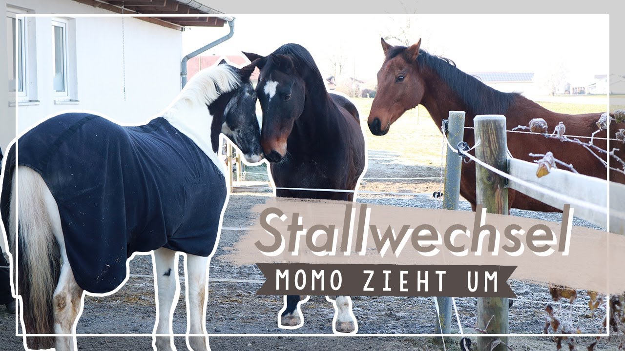 STALLWECHSEL FMA | Momo zieht um // A&G HorseDiary