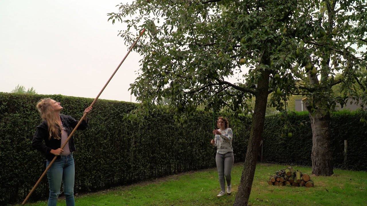 Niet iedereen gebruikt appels uit eigen tuin en daar plukt Rosemarijn de vruchten van