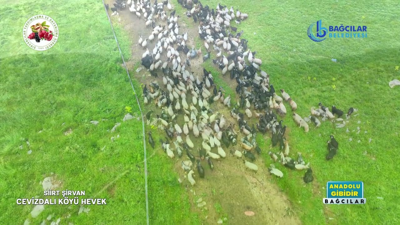 Siirt Şirvan Cevizdalı Köyü| Anadolu Gibidir Bağcılar
