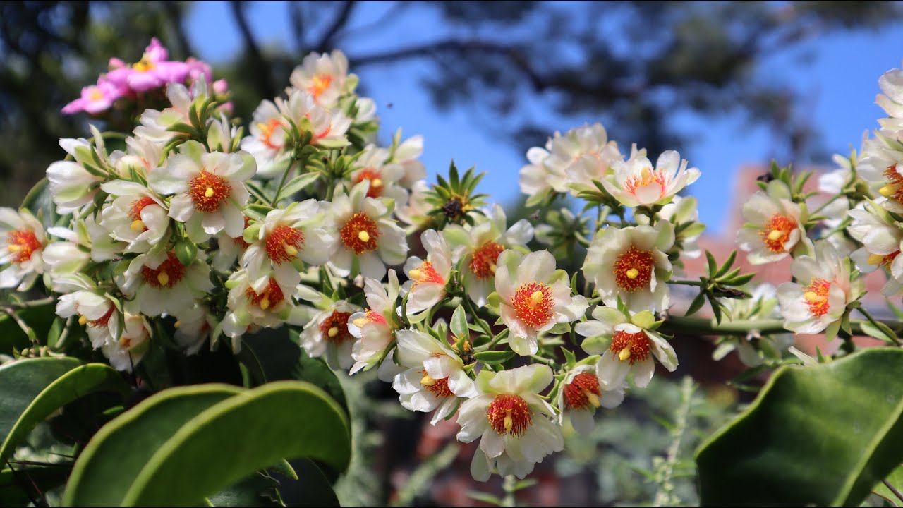 Pereskia aculeata - Grosellero de Barbados - Ora pro Nobis - cactus en flor - flora argentina