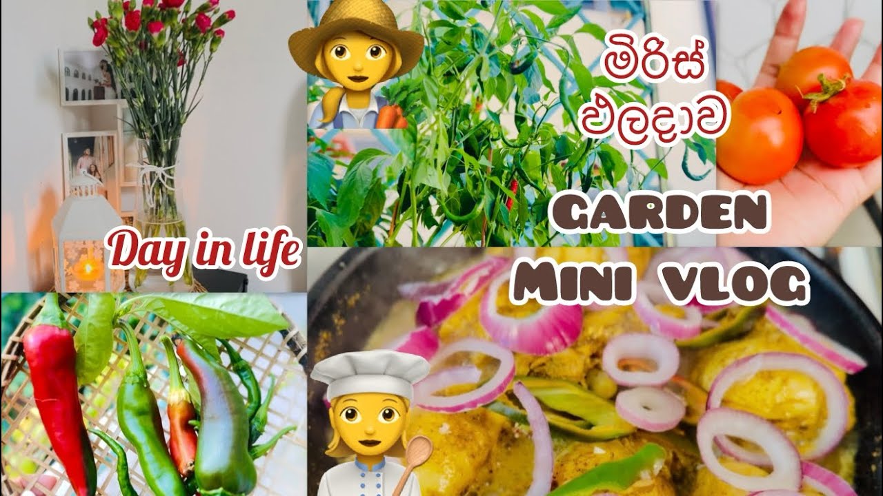 වසන්ත කාලයේ අන්තිම ඵලදාව 🍃day in life 👩‍🌾
