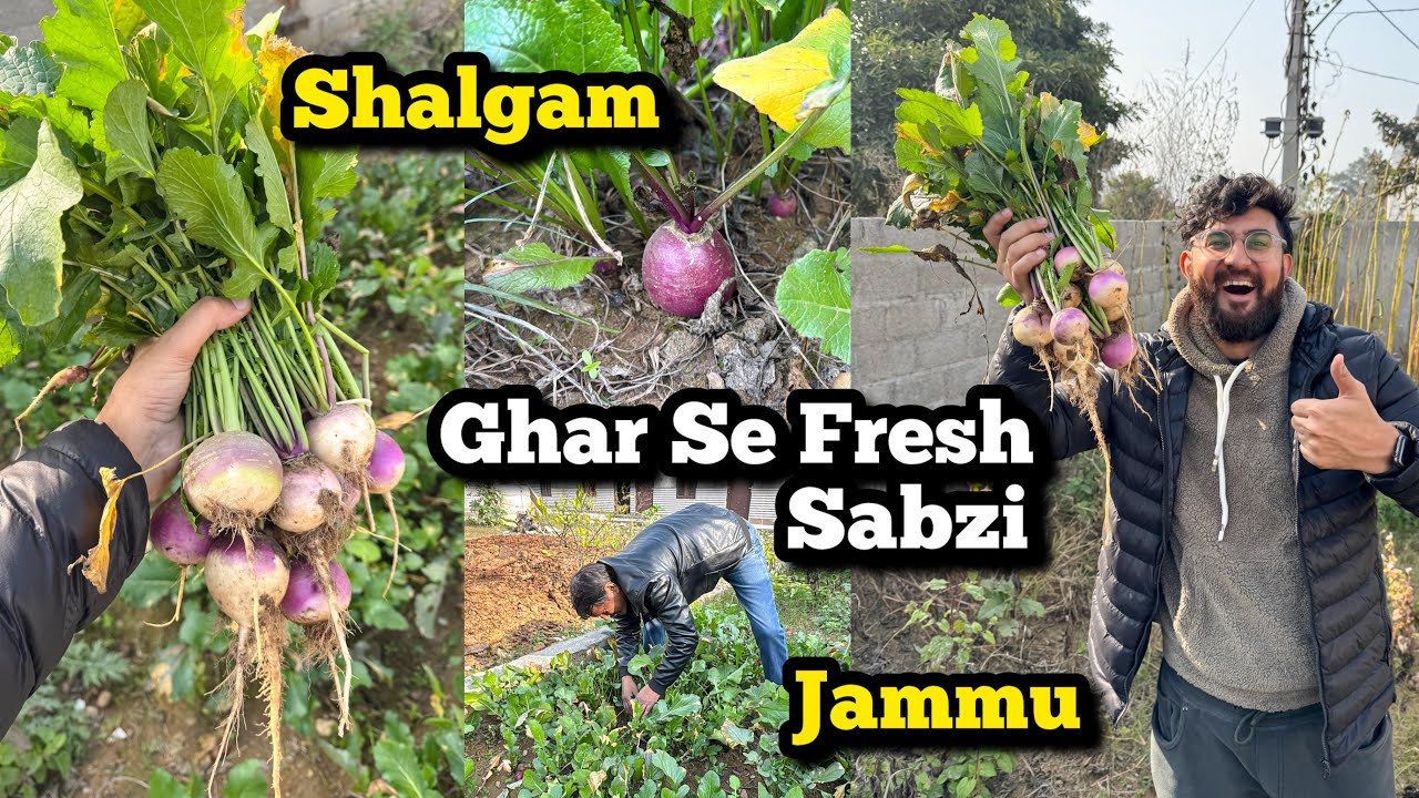 Jammu Me Shalgam Ki Organic Farming | घर के ताज़ा शलगम  | Farm House In Jammu | J&K