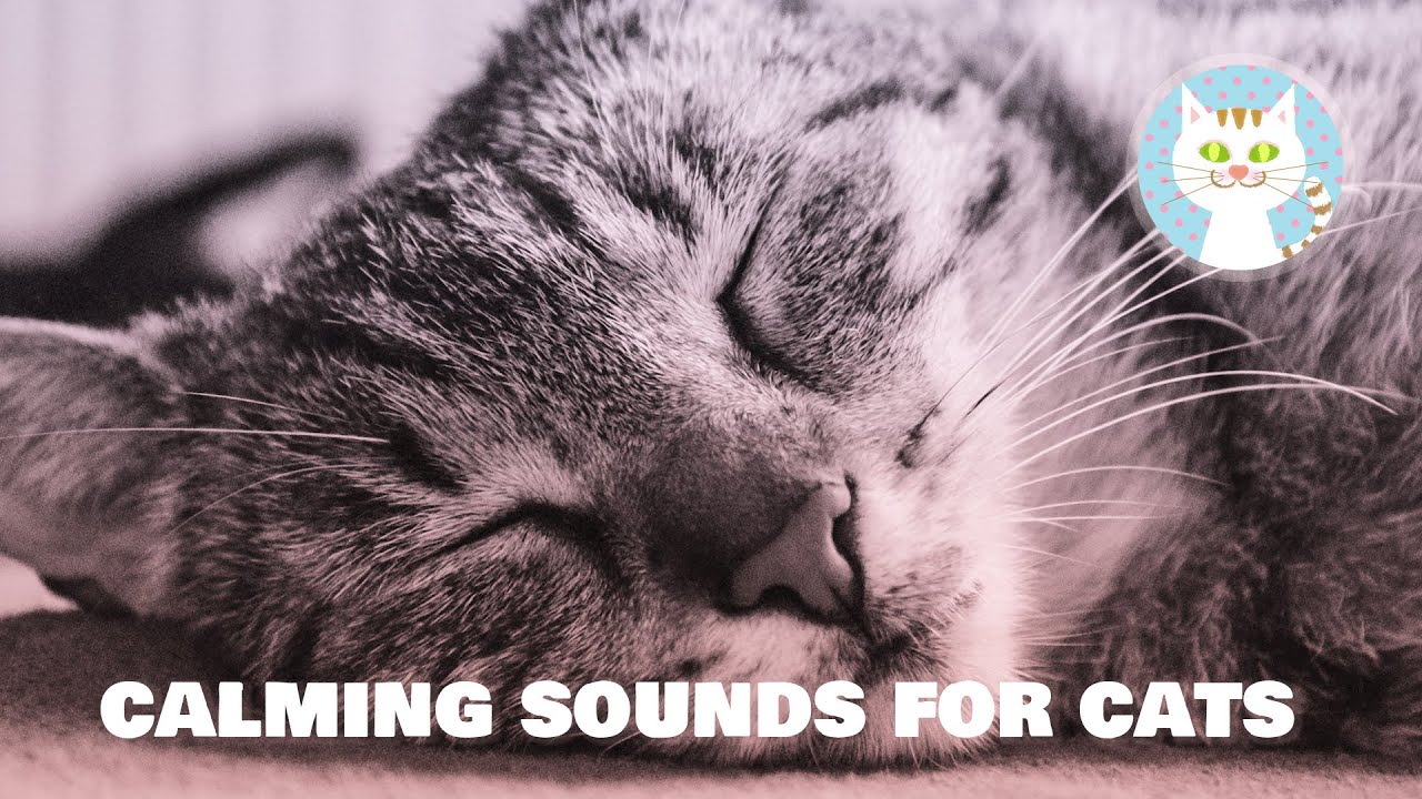 [Музыка для кошек] Успокаивающие звуки для кошек, исцеляющая музыка с пением птиц