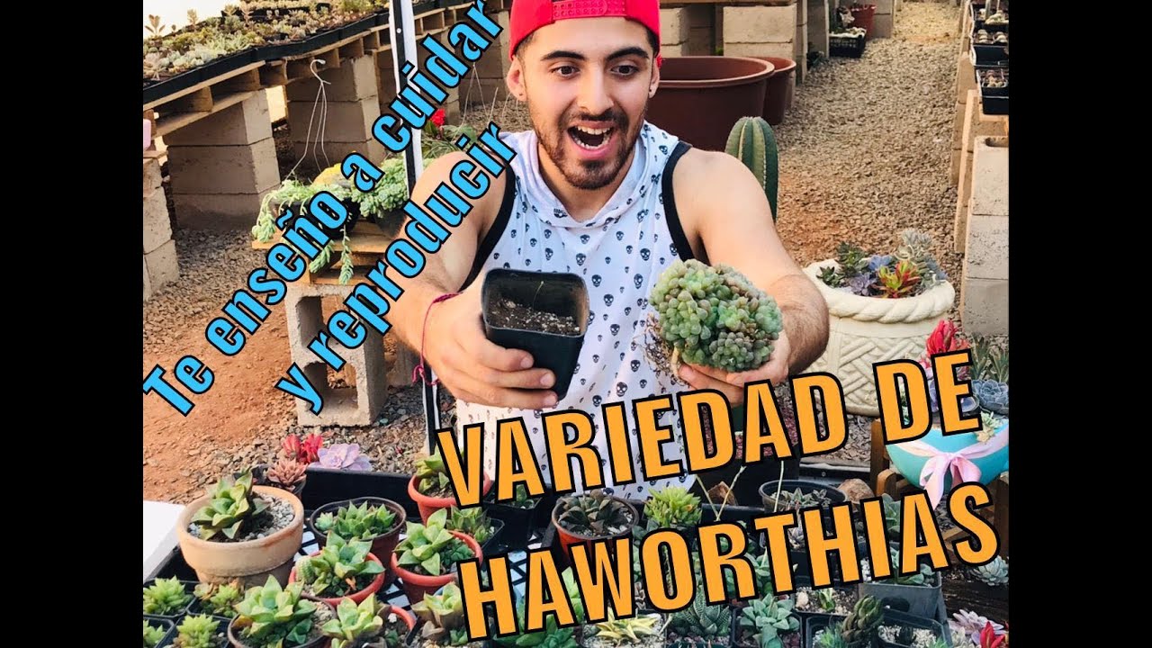 COMO cuidar y reproducir  HAWORTHIAS?