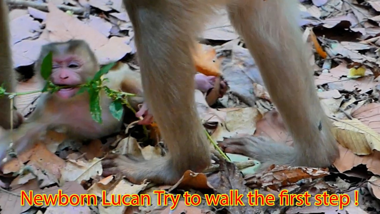 Newborn Lucan Try to walk the first step !