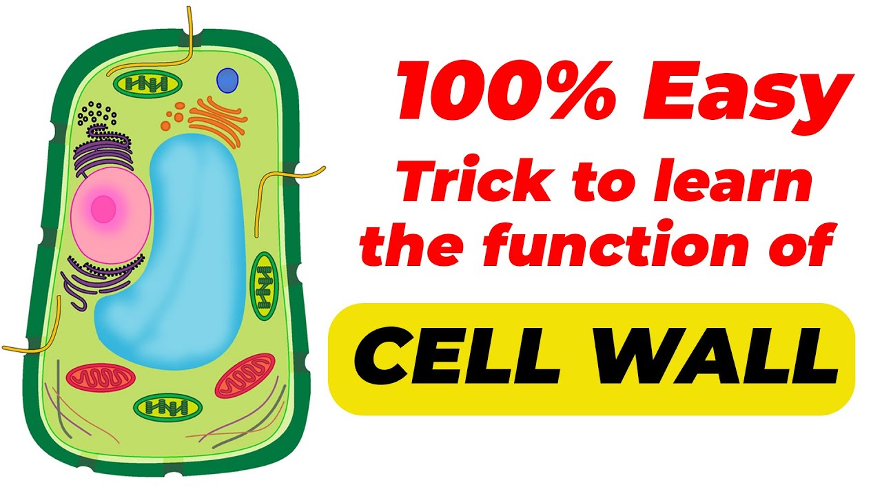 Functions of CELL WALL | Trick to REMEMBER Cell Wall Functions | Cell Wall Biology