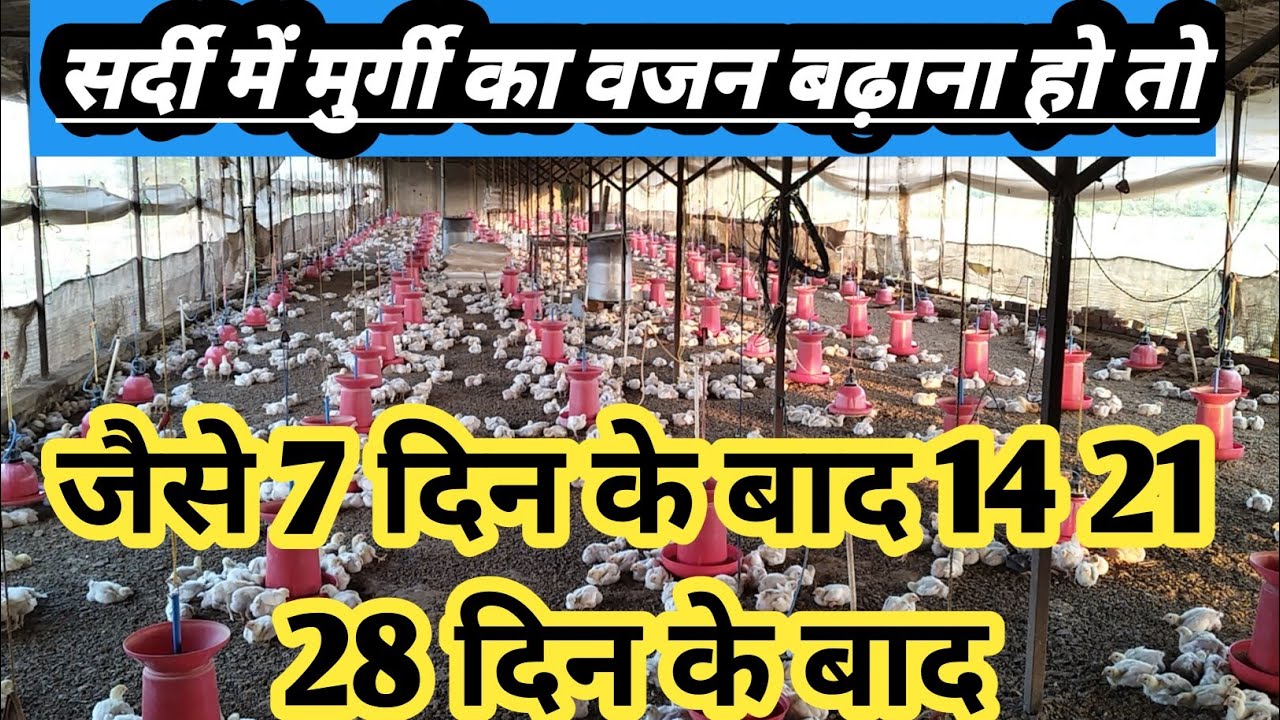 #सर्दी में मुर्गी का वजन बढ़ाना हो तो जैसे 7 दिन के बाद14 21 28 दिन के बाद क्या पिलाना चाहिए को