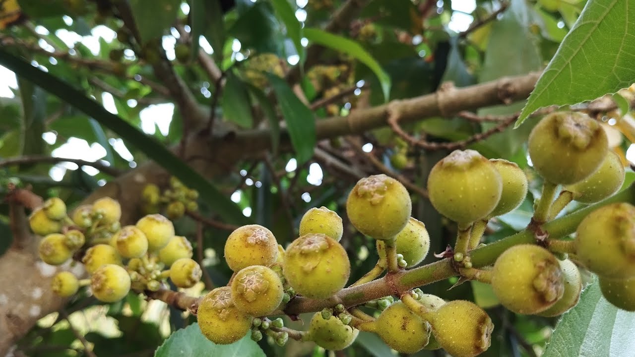 VL BANGLA is live গ্রামীণ প্রকৃতির সাথে অনেক দিন পর