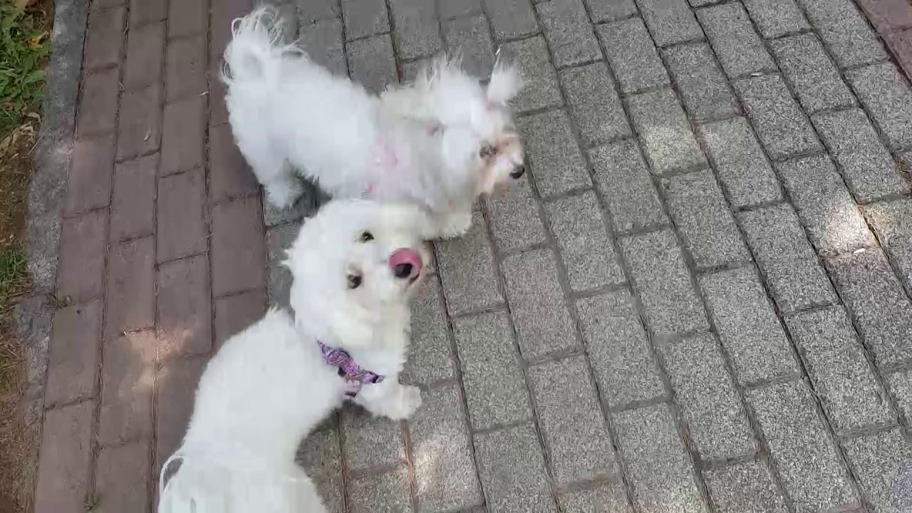 Köpek Parkı Macerası! (30 ağustos)