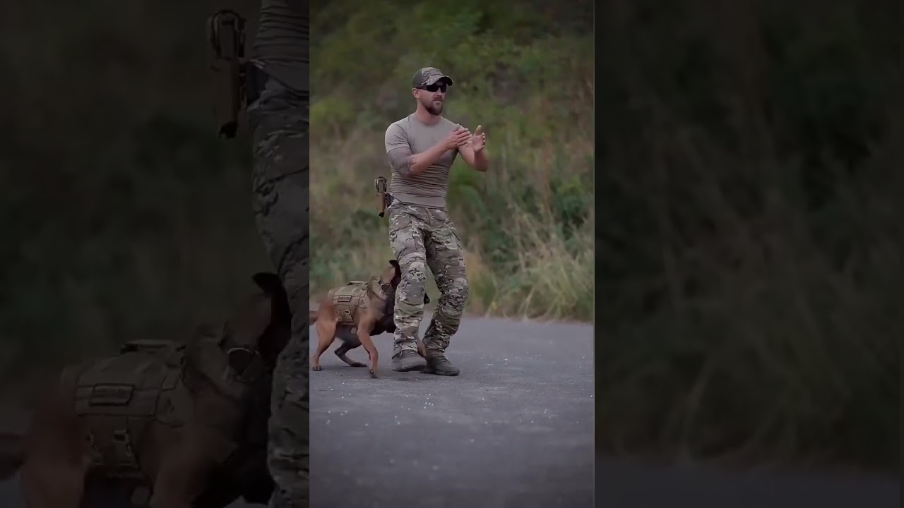 Tactical Dog Harnesses From www.barknationofficial.com