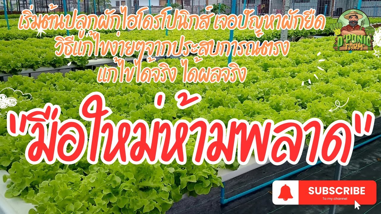 ปลูกผักไฮโดรโปนิกส์ เจอปัญหาผักยืด มีวิธีการแก้ไขอย่างไร ได้ผลจริงมั้ย คลิปนี้มีคำตอบ #ฟาร์มผัก