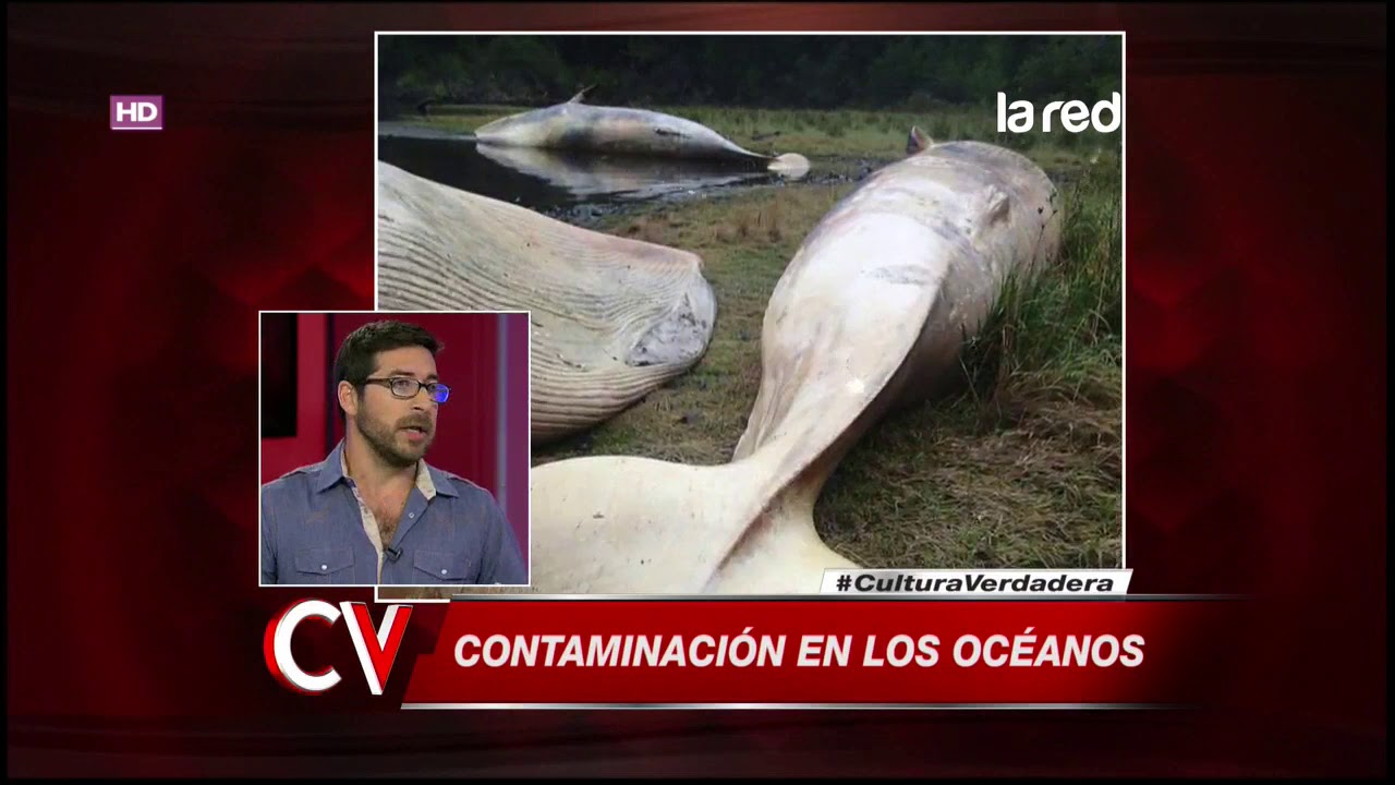 La crisis de nuestros mares producto de la contaminación