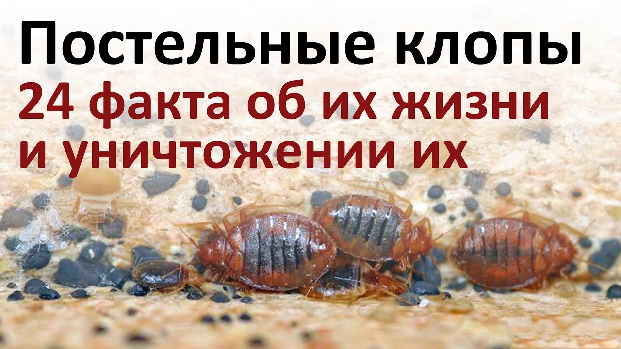 Все, что нужно знать о постельных клопах, чтобы быстро от них избавиться
