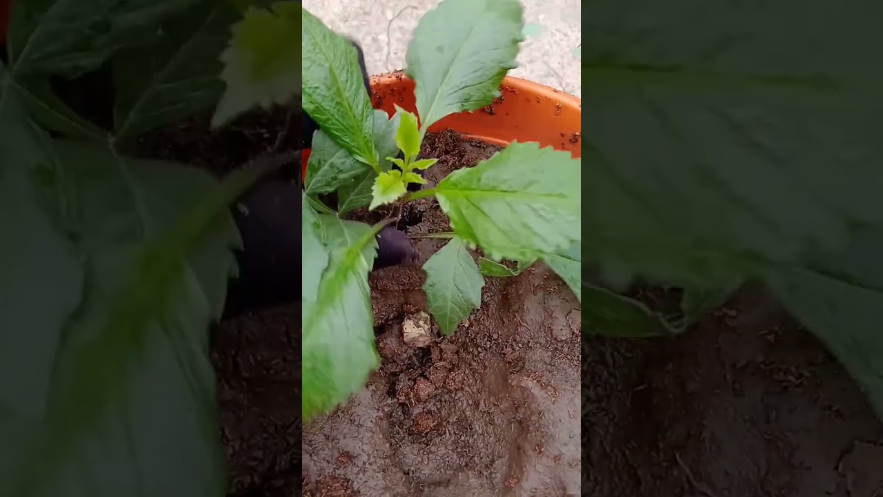 Propagate Dahlia plant from Cutting easily☘️| Gardening tips