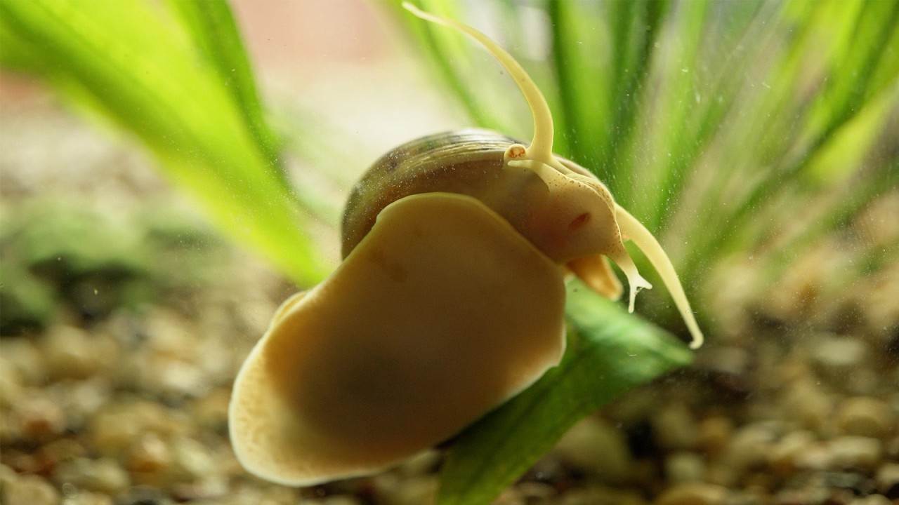 The Weird Little World of a Mystery Snail