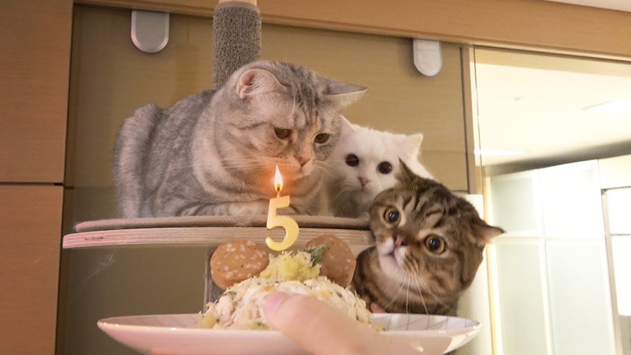 Happy Birthday, DD & TT! (ENG SUB)