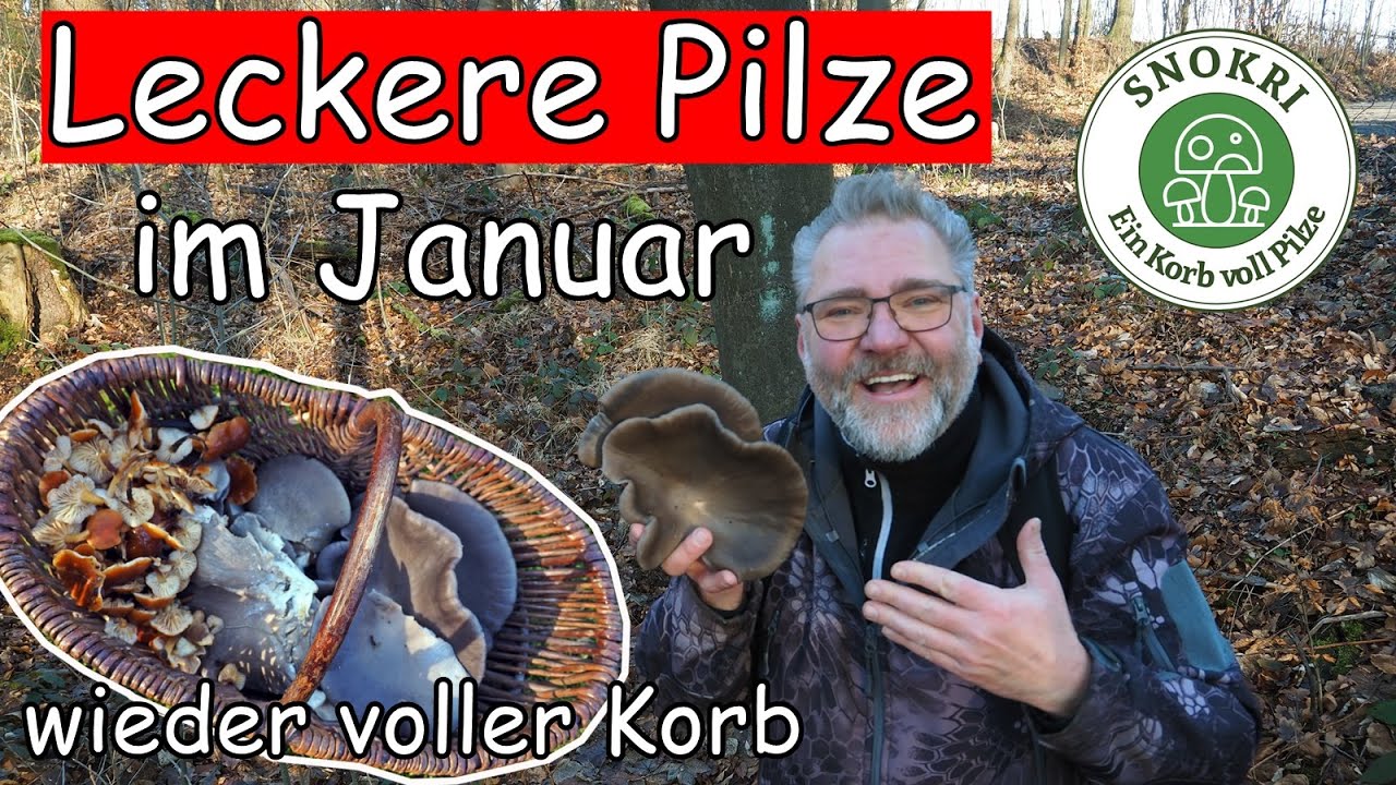 Leckere Pilze im Januar 2023 - Korb ist wieder voll