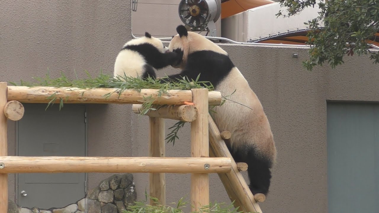 【かえしなさ~い💦】🐼彩ちゃん🌈ママのたけのこを持ち逃げｗ✨【親子パンダ】Giant Panda -Rauhin&Saihin-☆Bamboo✨