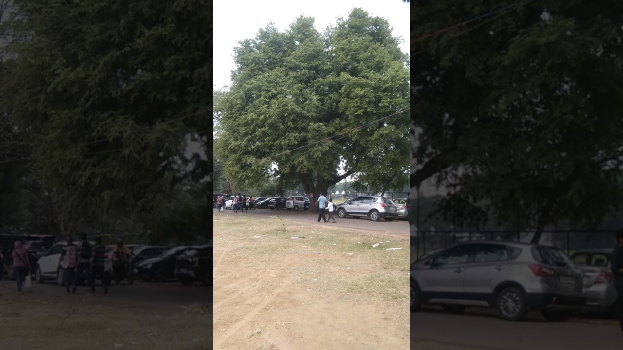 Ravishing Tamarind Tree 