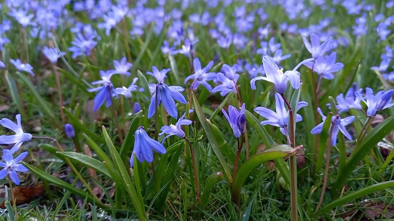 Discover the Enchanting World of Siberian Squill: A Timelapse Journey Through its Blooming Season