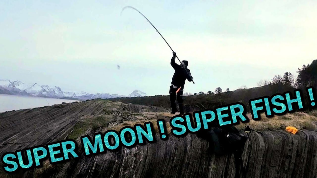 Halibut fishing in Arctic Norway on a super moon with a bag of chum! What could possibly go wrong !