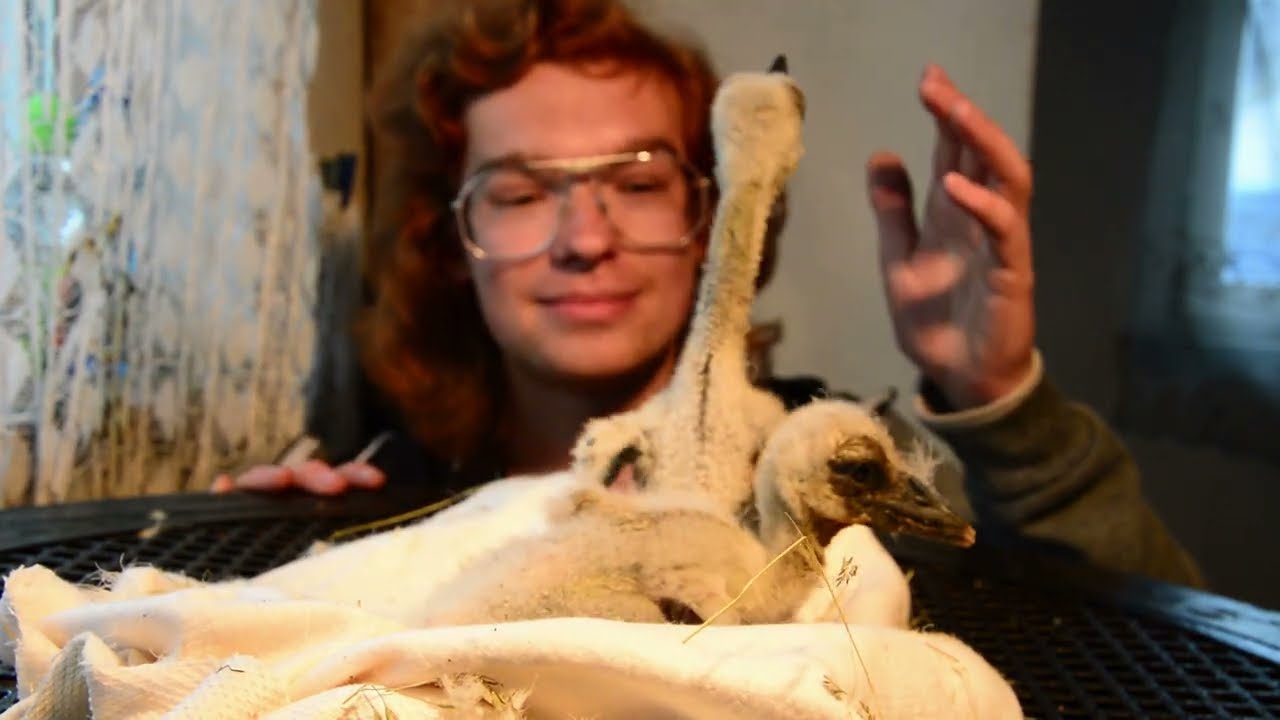 Historia uratowanych piskląt