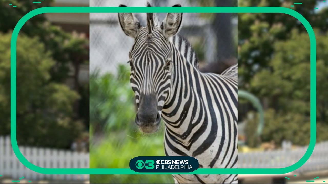 Zebra dies in freak accident at Milwaukee Zoo