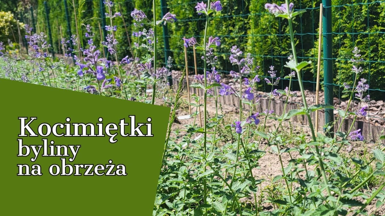 KOCIMIĘTKI !  byliny na OBRZEŻA 🌾🌼DŁUGO KWITNĄCE