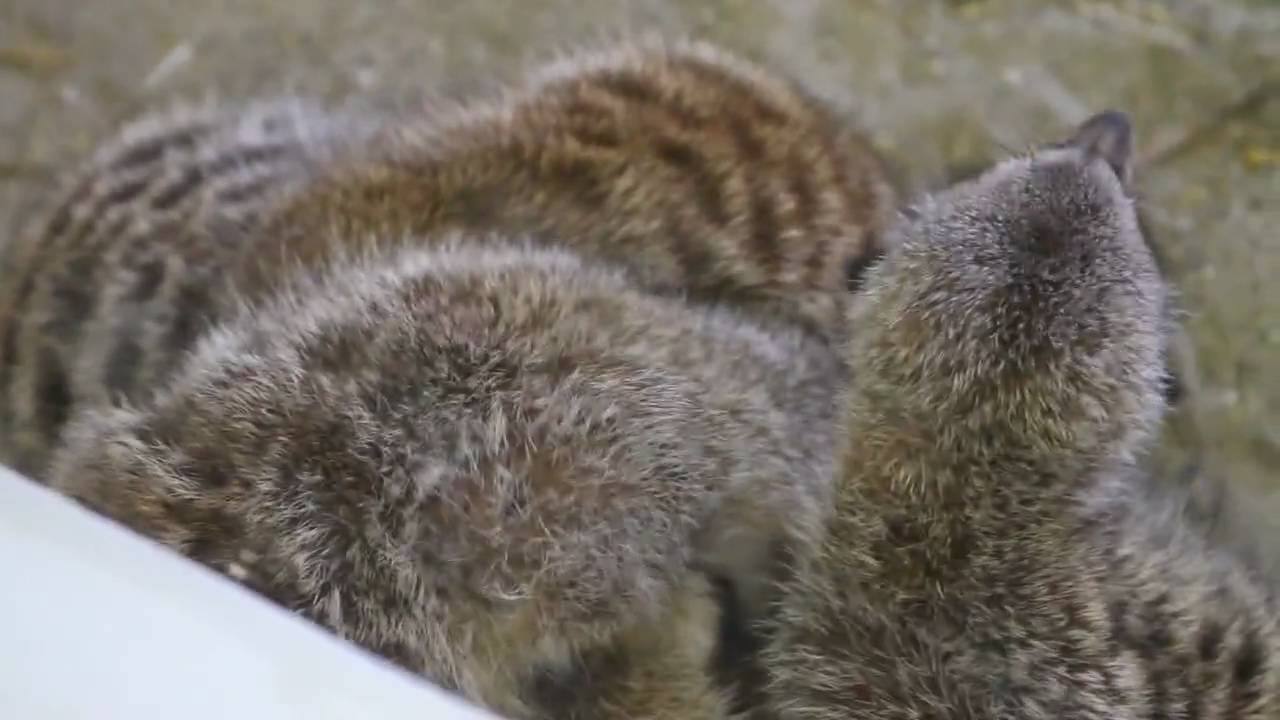 Meerkat Pile!