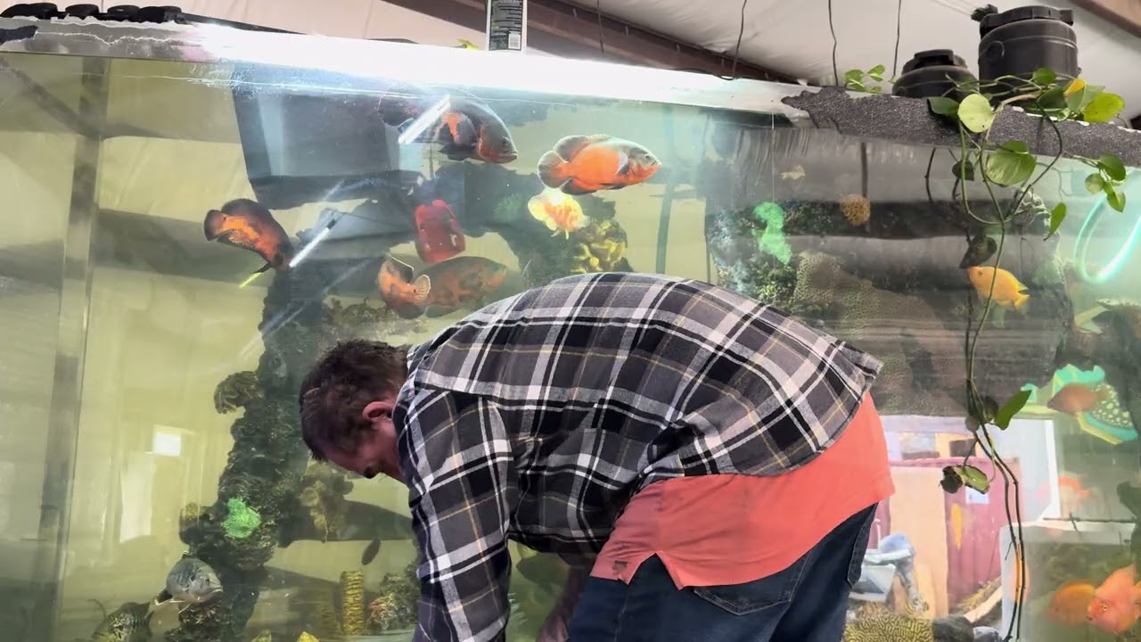 Buffing the mega tank 