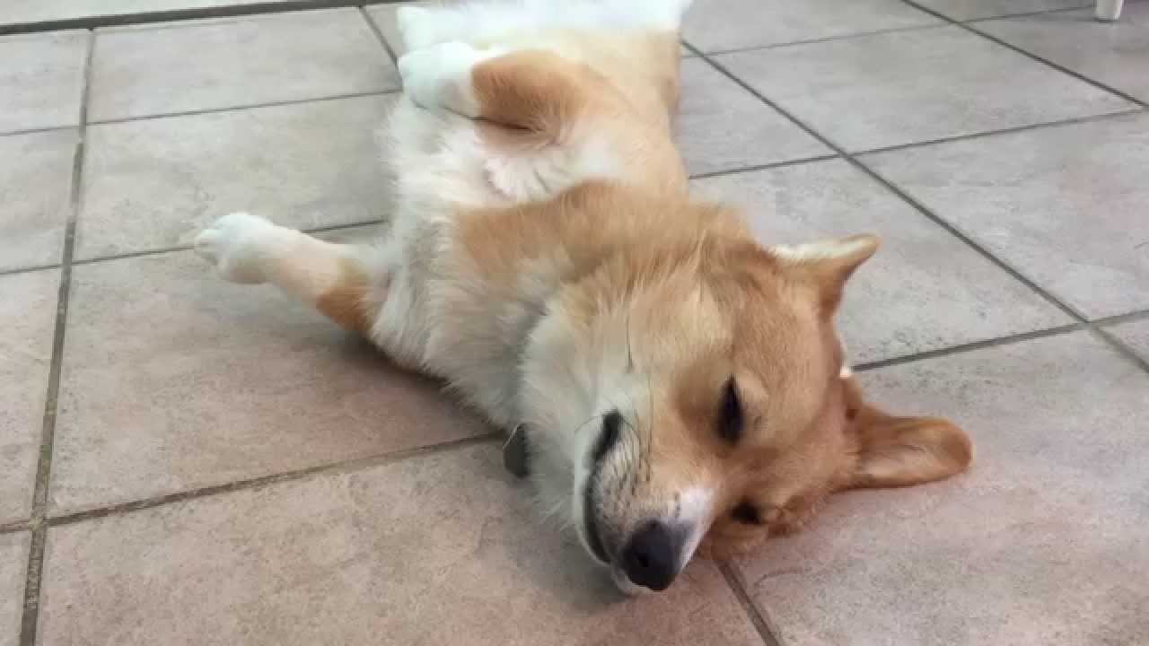 Lazy Corgi