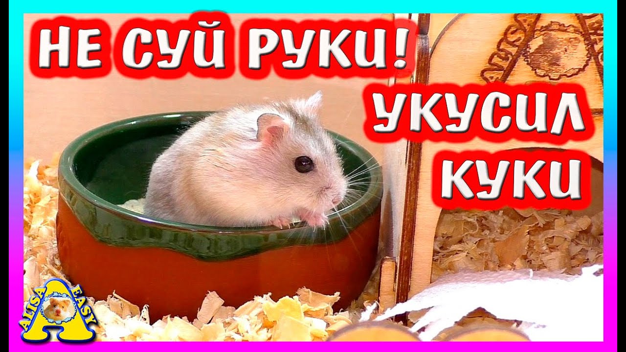ЧТО СЛУЧИЛОСЬ ВО ВРЕМЯ УБОРКИ У ДЖУНГАРСКИГО ХОМЯКА / ЧЕМ КОРМИТЬ ХОМЯКА ЗИМОЙ / ALISA EASY PETS