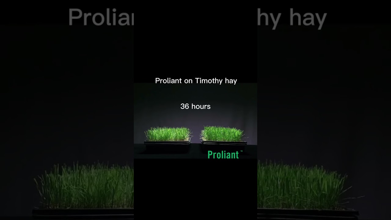 Proliant on Timothy Hay Time Lapse