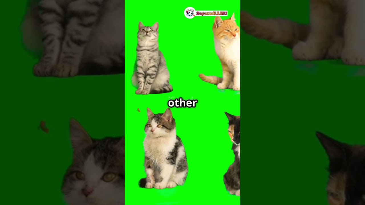 Purebred Cat Traits vs. Domestic Cats &ndash; What&rsquo;s the Difference #cat #pets #cute #funny #animals