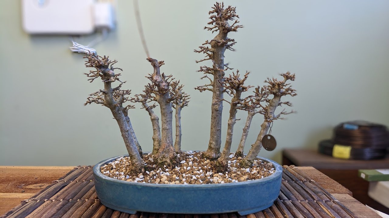Bonsai Trident Maple Group Repotting