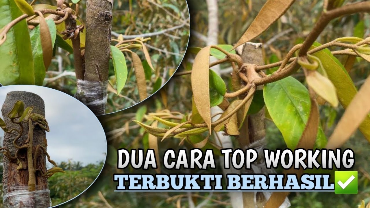 Rahasia sukses top working dengan Dua cara terbukti berhasil