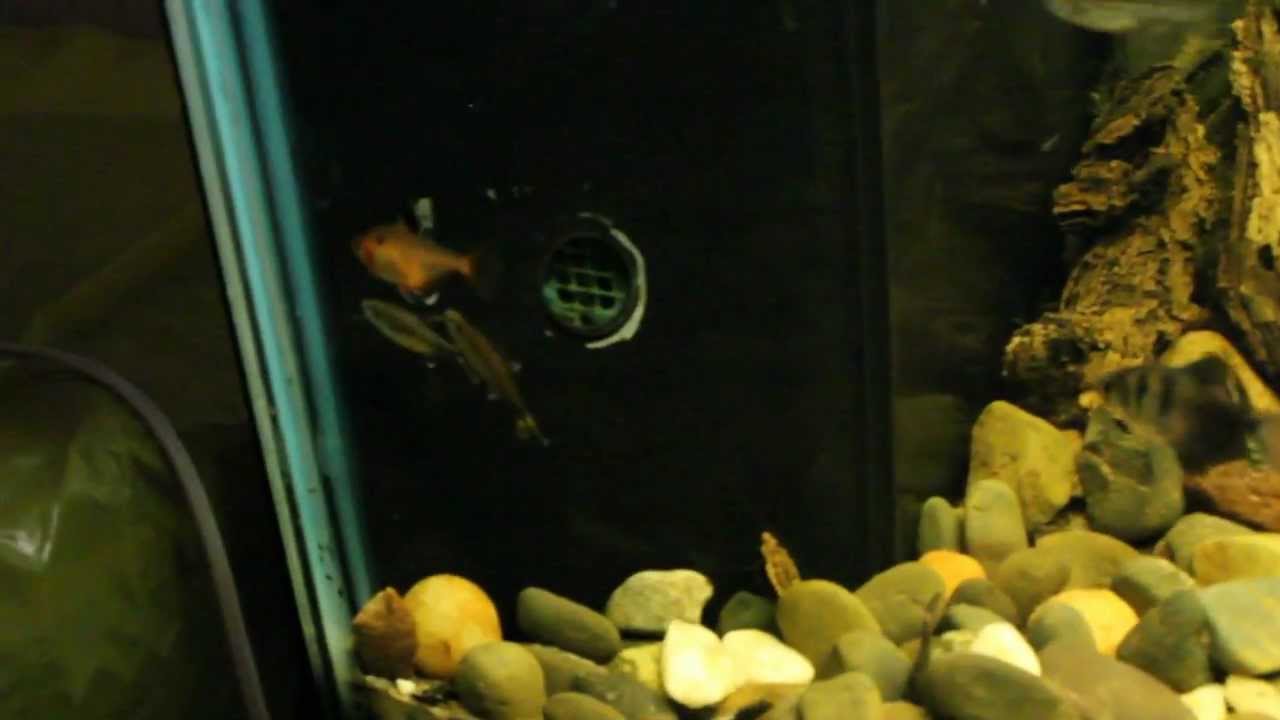 Silvertip Tetras Spawning