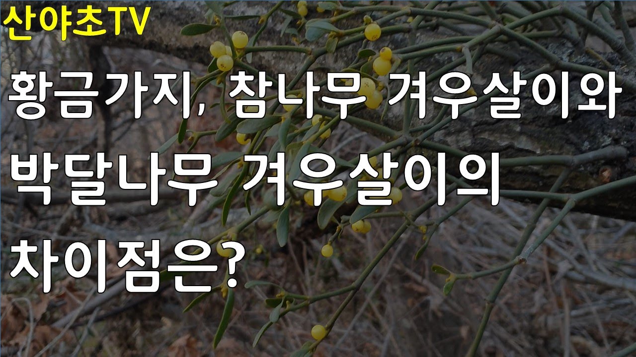 산야초도감-10 천하의 명약 황금가지, 참나무 겨우살이와 박달나무 겨우살이의 차이점은? 산야초TV 산야초산행