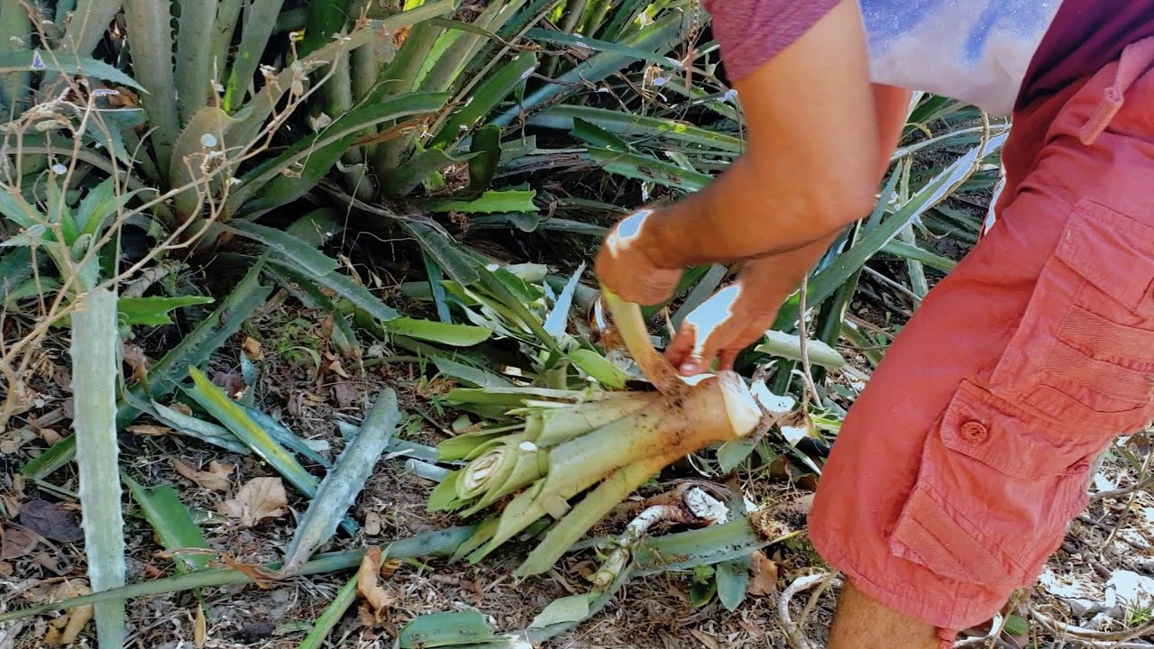 TAVO SACANDO POLLAS DE UN PI&Ntilde;AL, LA VIDA EN EL CAMPO EN CHALATENANGO