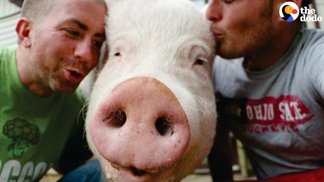 'Mini Pig' Grows ENORMOUS so Dads Move to the Countryside Just for Her | The Dodo