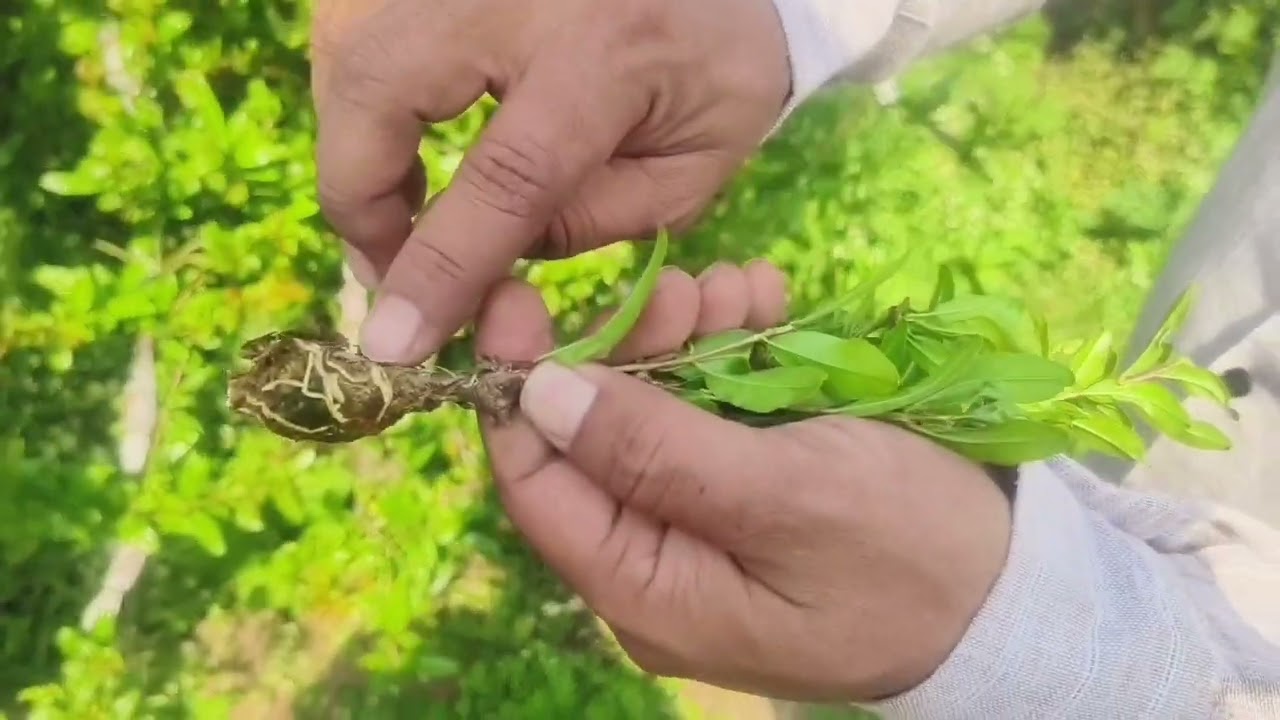 डाळिंबाची गुटीकलम करण्याची पद्धत#dalimb rope#gutikalam#Annar nursery#goodplant#bhagava#anar farming#