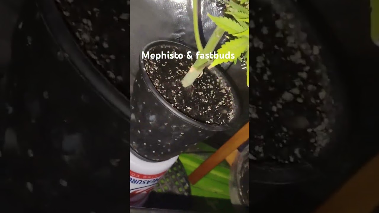 From start to left, Mephisto MBAPxMW, mephisto Chemdogging, fastbuds Tropicana cookies,