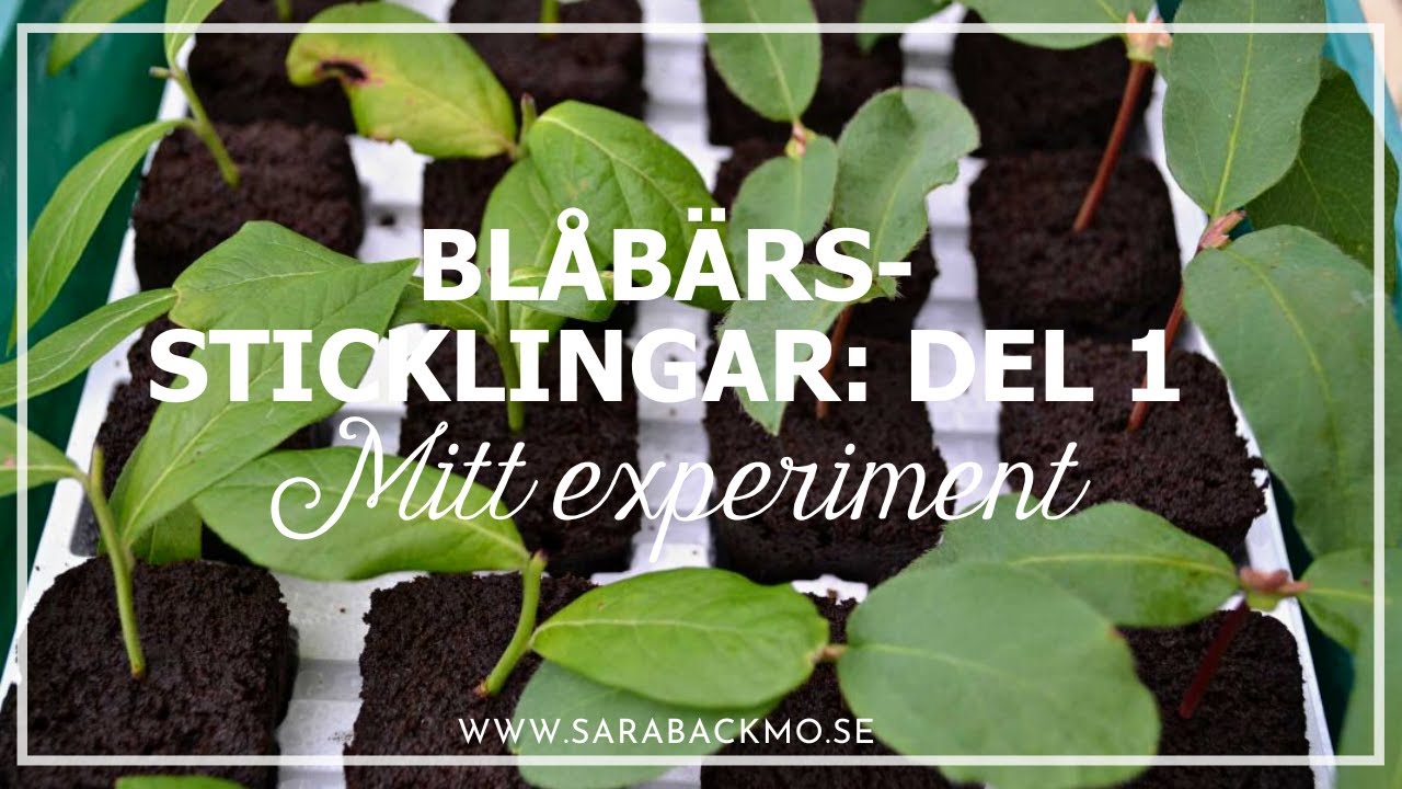 Blåbärssticklingar del 1: Mitt experiment