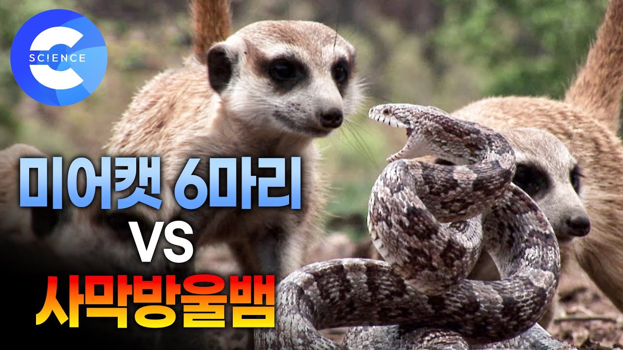 나미브 사막에서 펼쳐지는 미어캣과 사막방울뱀의 6:1 싸움 | 자연다큐