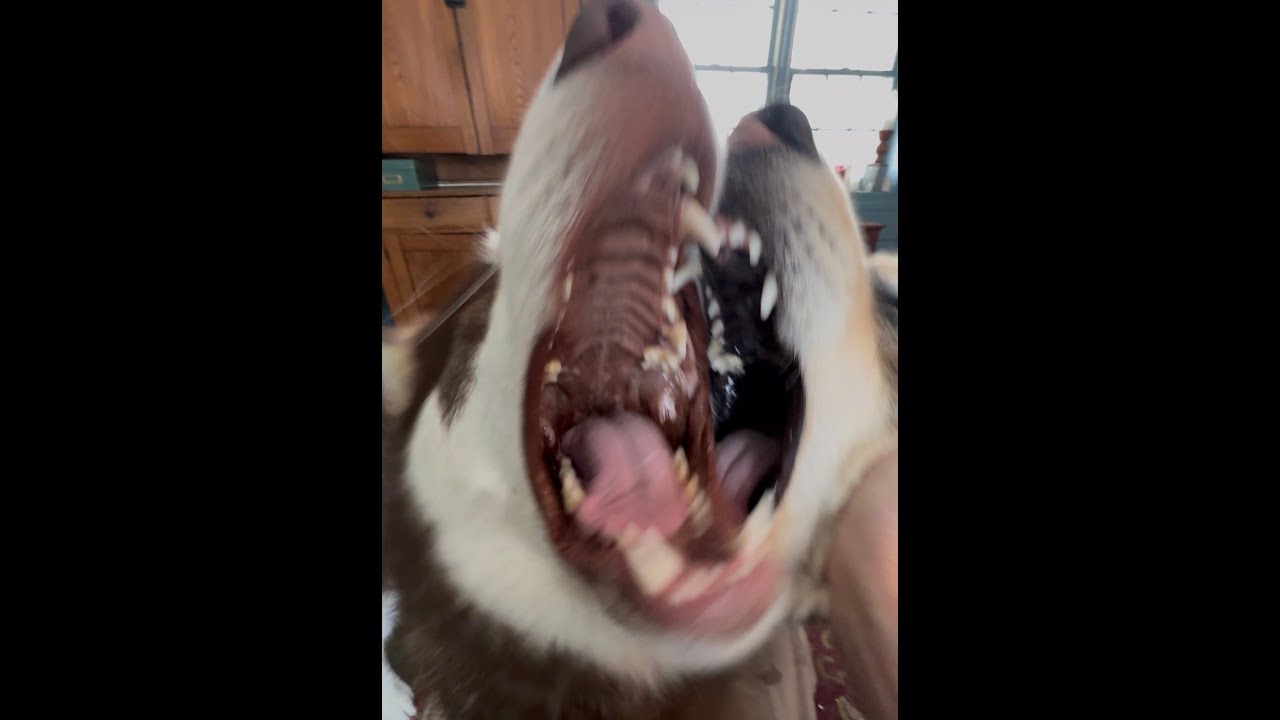 ‼️LIVE ‼️ Wolves? Alaskan Malamutes Play Time!! #livestream #dog #puppy