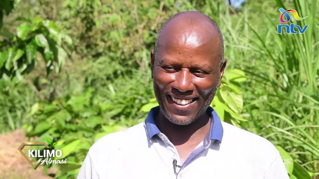 Kilimo almasi: Kilimo cha cacao Meru