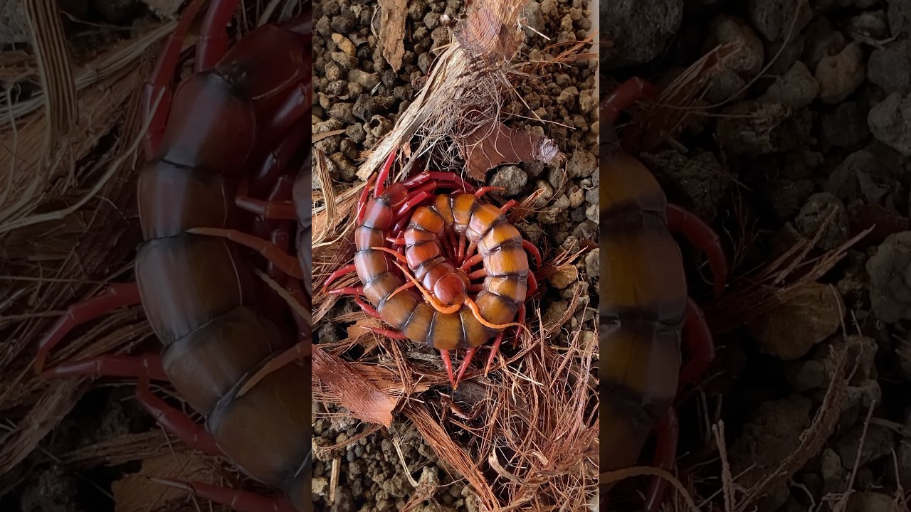 Scolopendra dehaani “Cherry Red”
