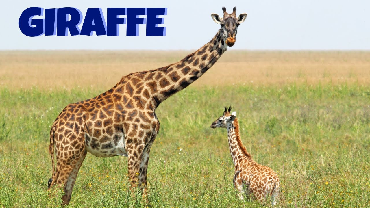 🦒 Факты о самом высоком млекопитающем — жирафе для детей