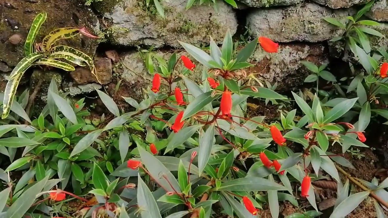 Unknown flower